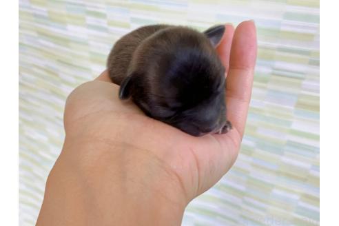 販売中の福岡県のミックス犬-387533の6枚目