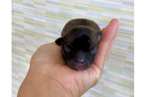 販売中の福岡県のミックス犬-387533の4枚目
