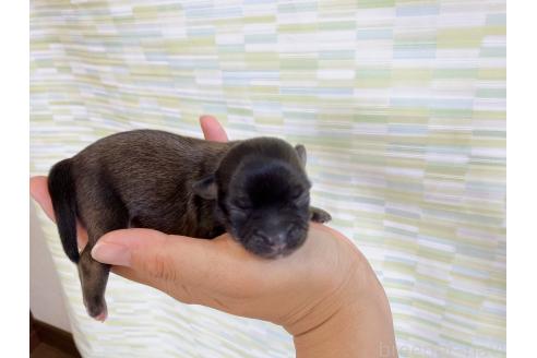 販売中の福岡県のミックス犬-387534の9枚目