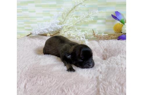 販売中の福岡県のミックス犬-387534の8枚目