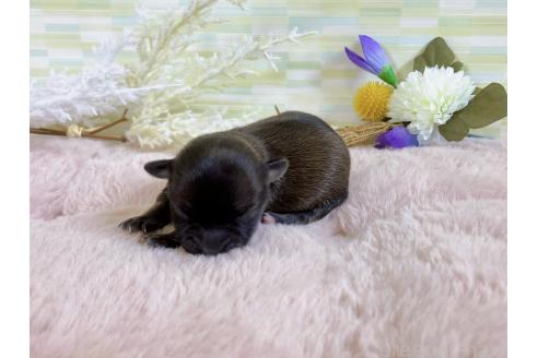 販売中の福岡県のミックス犬-387534の6枚目