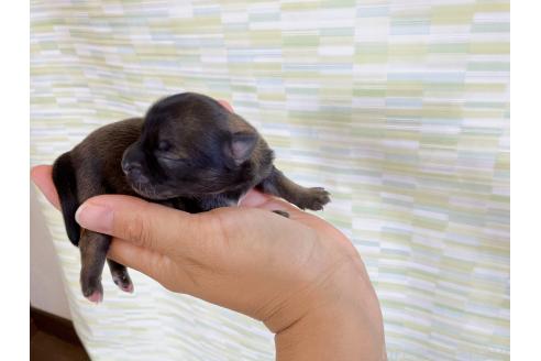 販売中の福岡県のミックス犬-387534の5枚目