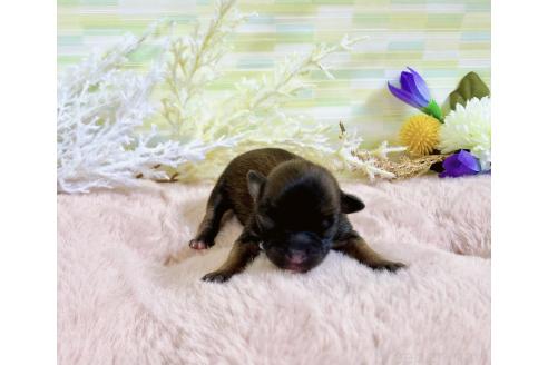 販売中の福岡県のミックス犬-387535の8枚目