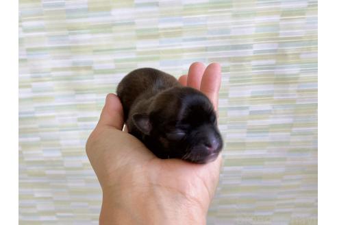 販売中の福岡県のミックス犬-387535の6枚目