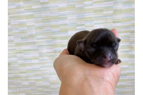 販売中の福岡県のミックス犬-387535の5枚目