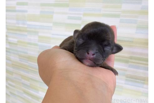 販売中の福岡県のミックス犬-387535の4枚目