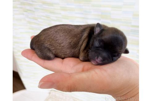 販売中の福岡県のミックス犬-387535の3枚目