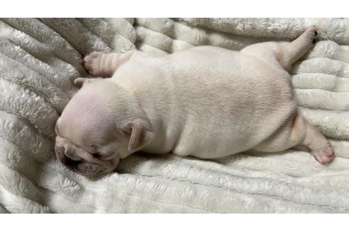 販売中の秋田県のフレンチブルドッグ-387540の3枚目