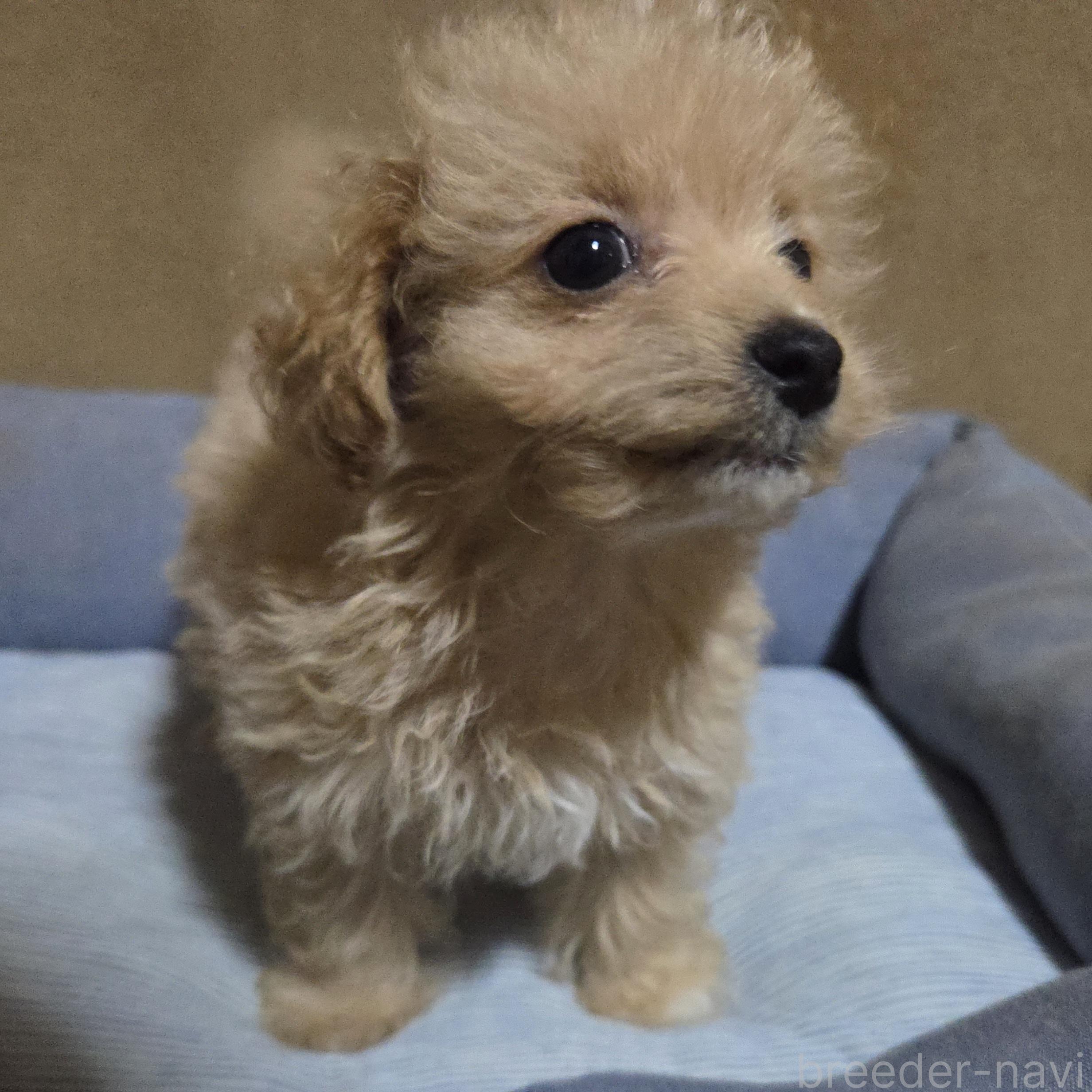 販売中の神奈川県のマルプー:マルチーズ×トイプードル-384810の12枚目