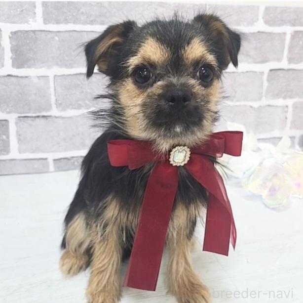 販売中の東京都のミックス犬-351063の1枚目