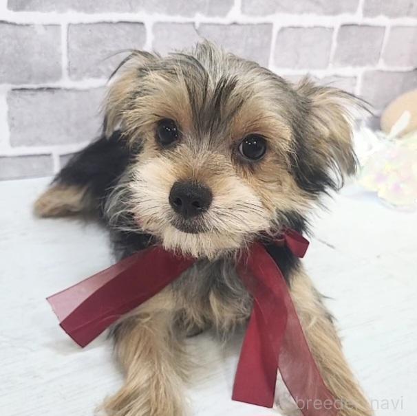 販売中の東京都のミックス犬-351064