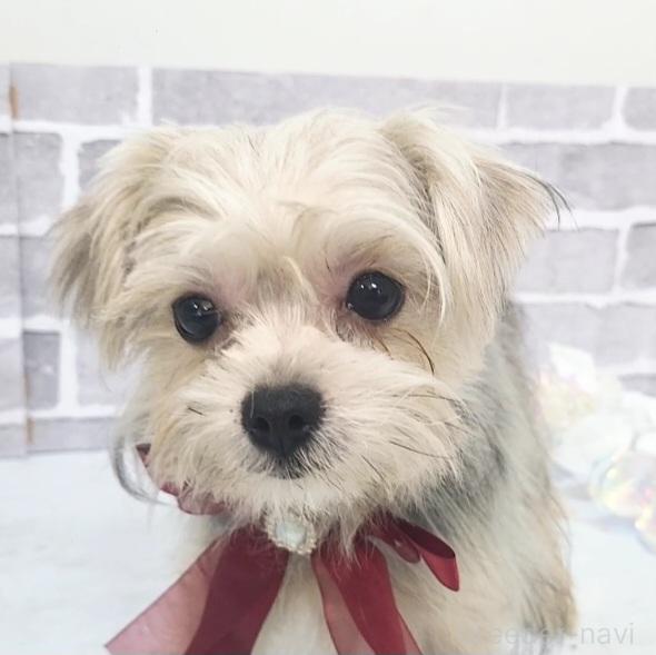 販売中の東京都のミックス犬-351061の7枚目