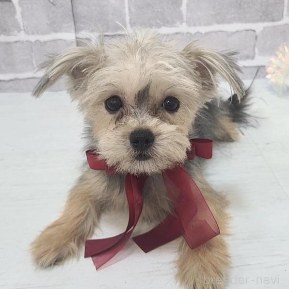 販売中の東京都のミックス犬-351062の3枚目
