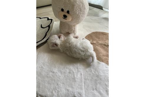 販売中の大阪府のビションフリーゼ-387553の4枚目