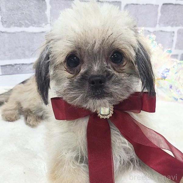 販売中の東京都のミックス犬-352609
