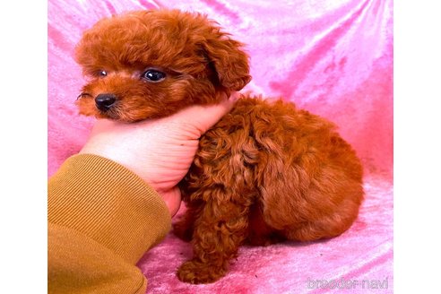 販売中の大阪府のティーカッププードル-387543の3枚目