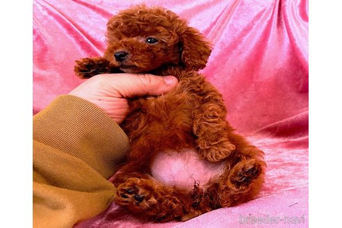 販売中の大阪府のティーカッププードル-387548の2枚目