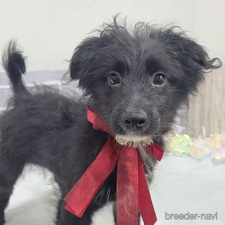 販売中の東京都のミックス犬-367351の7枚目