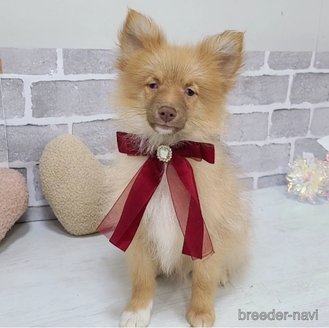販売中の東京都のミックス犬-377877の1枚目