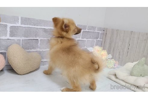 販売中の東京都のミックス犬-377877の5枚目