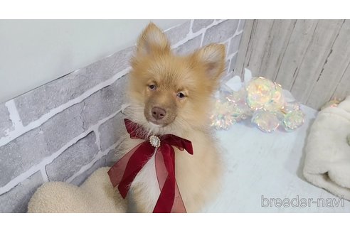 販売中の東京都のミックス犬-377877の4枚目