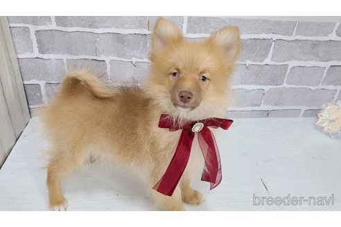 販売中の東京都のミックス犬-377877の2枚目