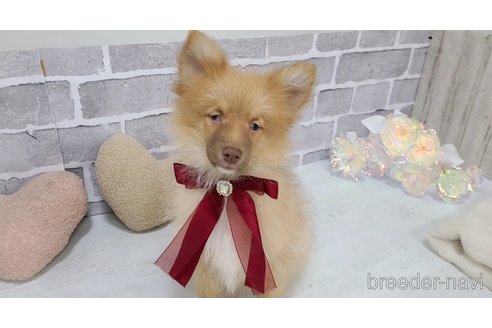 販売中の東京都のミックス犬-377877の3枚目