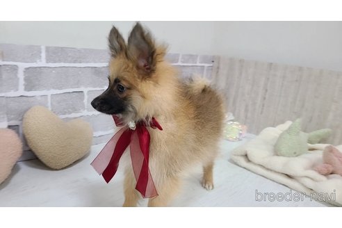 販売中の東京都のミックス犬-377878の4枚目