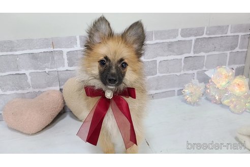販売中の東京都のミックス犬-377878の5枚目