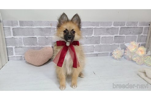 販売中の東京都のミックス犬-377878の6枚目