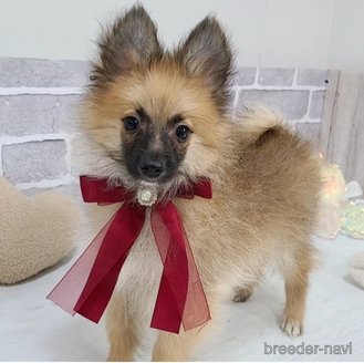 販売中の東京都のミックス犬-377878の3枚目