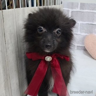 販売中の東京都のミックス犬-377876の2枚目