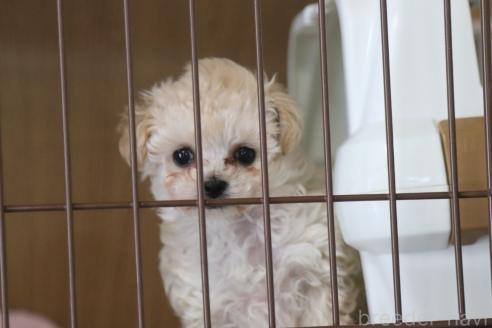 販売中の広島県のティーカッププードル-387381の2枚目