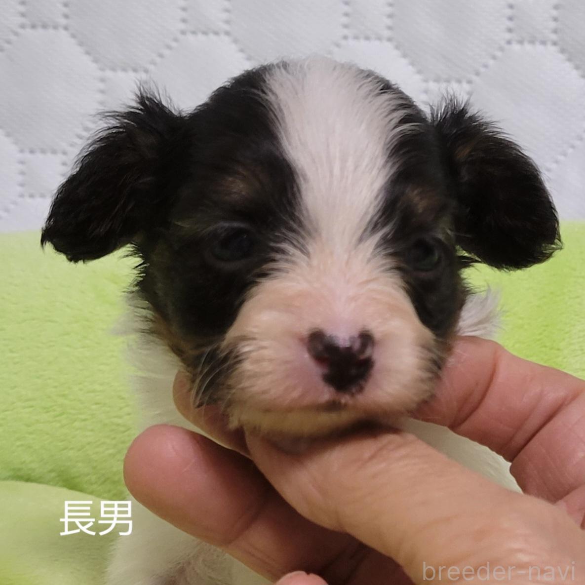 販売中の埼玉県のパピヨン-387382の5枚目