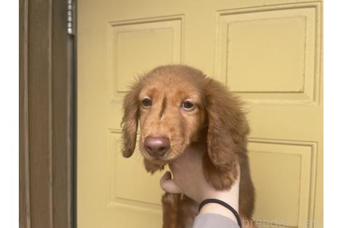 販売中の埼玉県のミニチュアダックスフンド(ロングヘアード)-387391