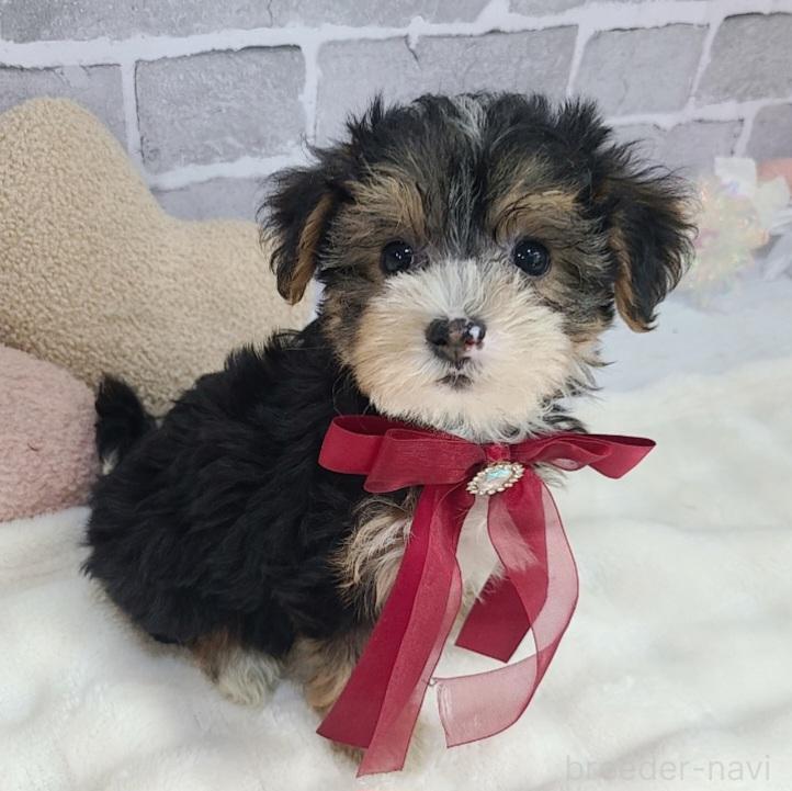 販売中の東京都のミックス犬-384241の10枚目