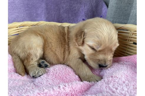 販売中の茨城県のゴールデンドゥードル:ゴールデンレトリーバー×プードル-387566の5枚目