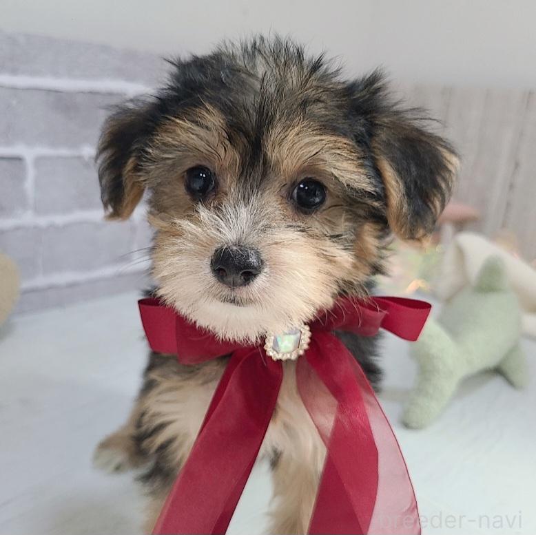販売中の東京都のミックス犬-384239の9枚目