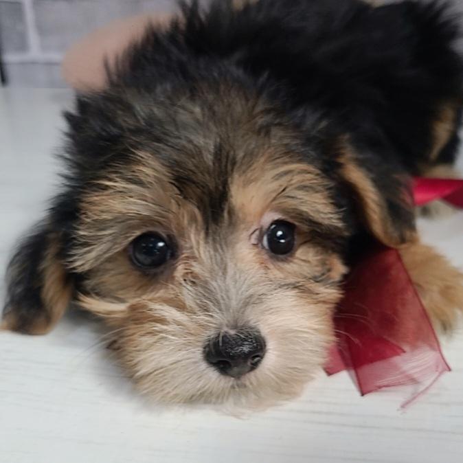 販売中の東京都のミックス犬-384239の8枚目