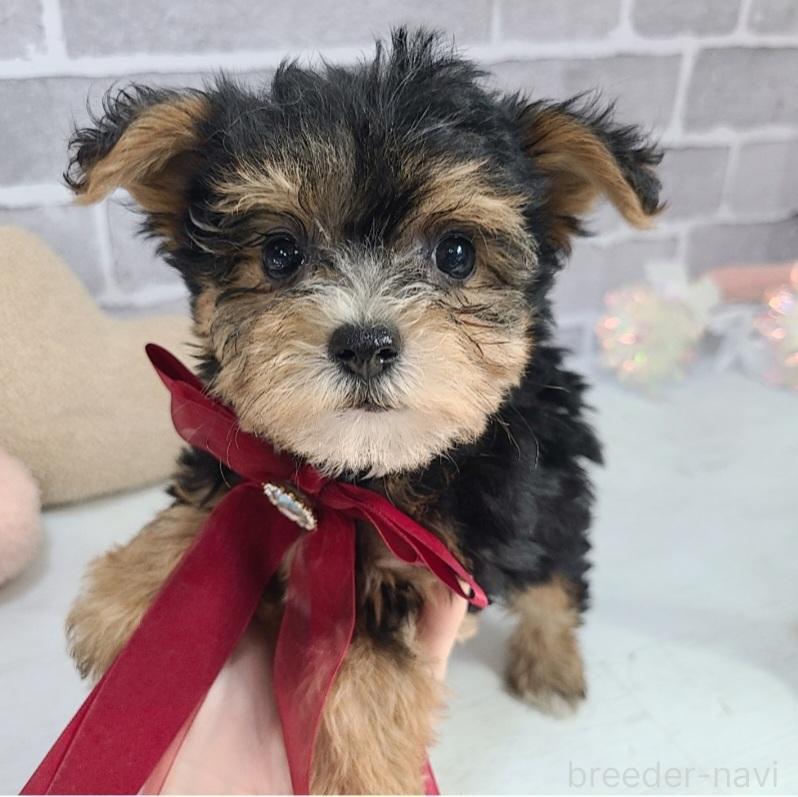 販売中の東京都のミックス犬-384240の15枚目