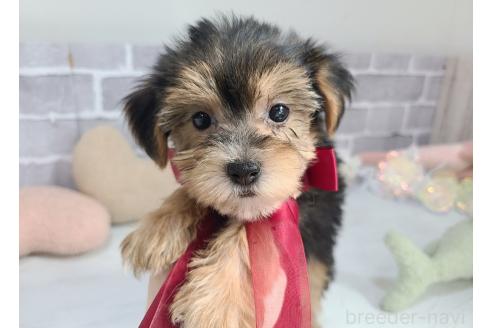 販売中の東京都のミックス犬-384234の13枚目