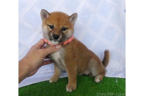 成約済の静岡県の柴犬-386237の4枚目