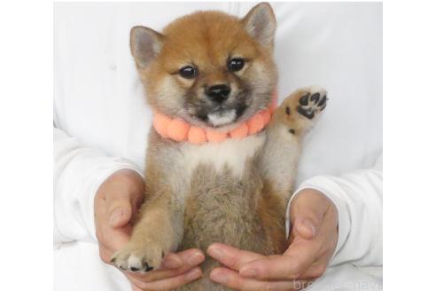 成約済の静岡県の柴犬-386237の2枚目