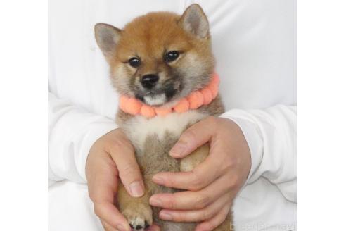 成約済の静岡県の柴犬-386237の1枚目