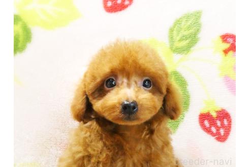 販売中の千葉県のティーカッププードル-381641の2枚目