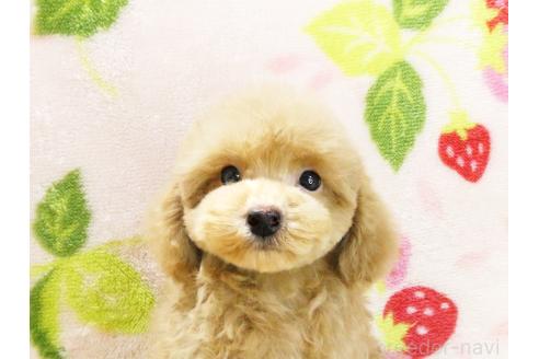 成約済の千葉県のタイニープードル-381642の2枚目