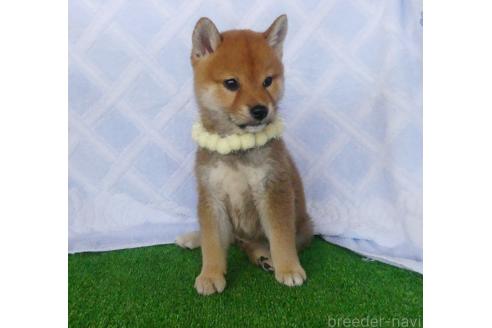 成約済の静岡県の柴犬-386230の4枚目