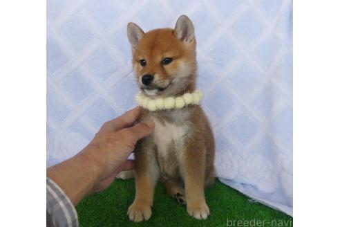 成約済の静岡県の柴犬-386230の3枚目