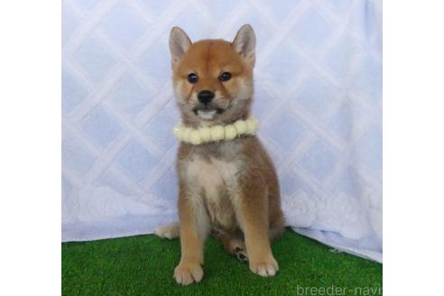 成約済の静岡県の柴犬-386230の2枚目