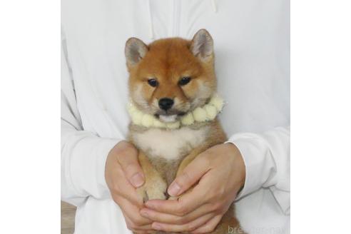 商談中の静岡県の柴犬-386230
